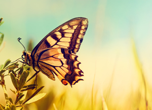 butterfly.jpg