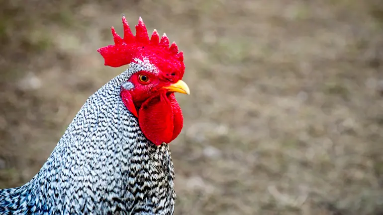 rooster.png